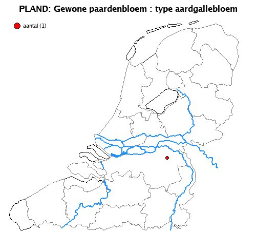 aardgallebloem